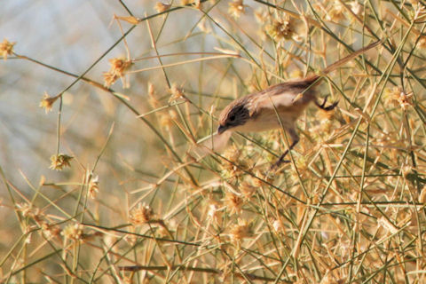 Eyrean Grasswren (Amytornis goyderi)